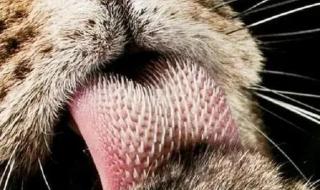 一年级动物舌头像什么 动物舌头的作用